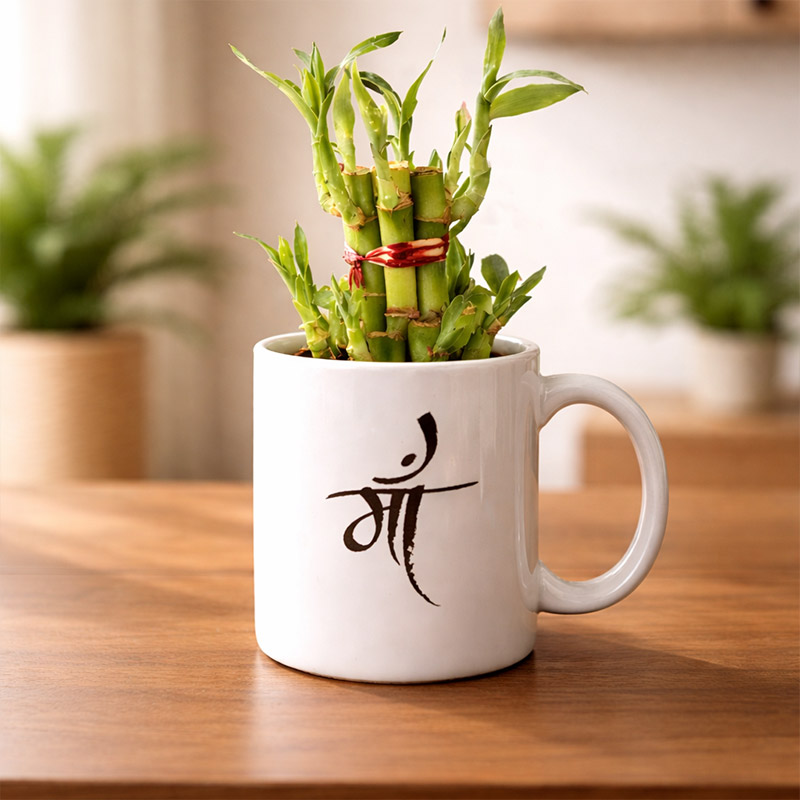 2 Layer-Bamboo Plant In Maa 