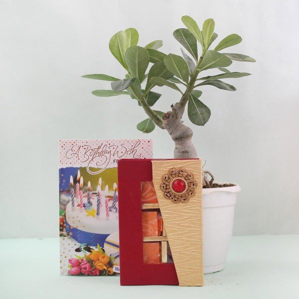 Adenium Plant Birthday Combo