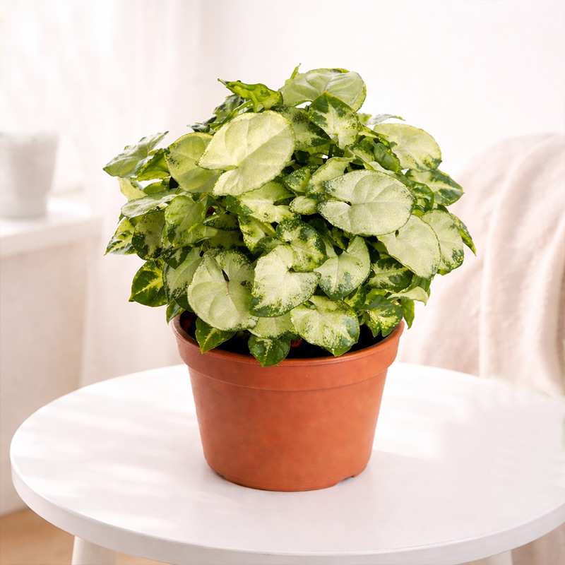 Chilli Syngonium Plant with Fibre Pot