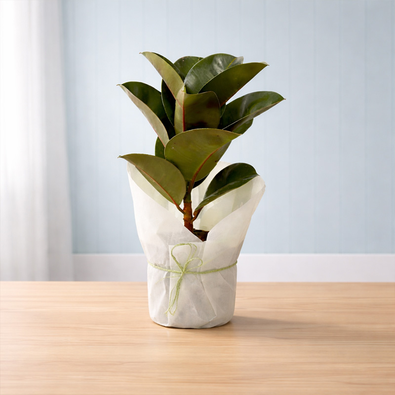 Delightful Rubber Plant
