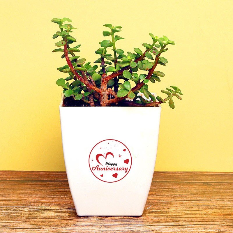 Jade Terrarium For Anniversary