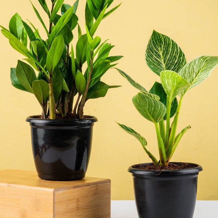 Air Purifying Plants Combo (ZZ N Philodendron Birkin)