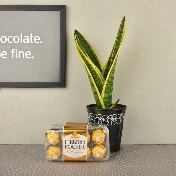 Air Purifying Sansevieria Temptation