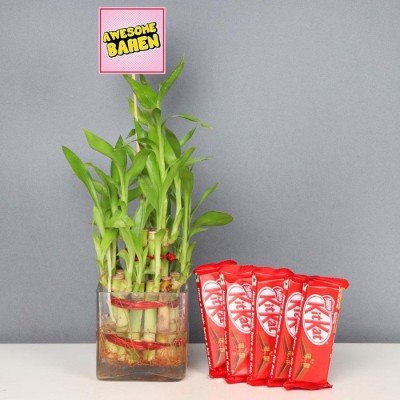 Awesome Behan With 2 Layer Lucky Bamboo Plant With Five Kitkats