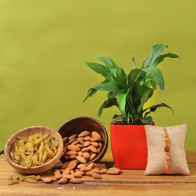 Rudraksh Rakhi Hamper