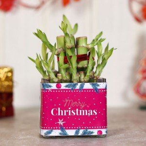 Merry Christmas Lucky Bamboo