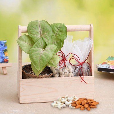 Healthy Basket with Syngonium and Dry Fruits