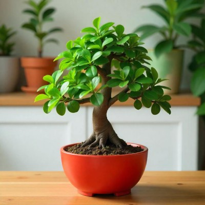 Elegant Ficus Bonsai