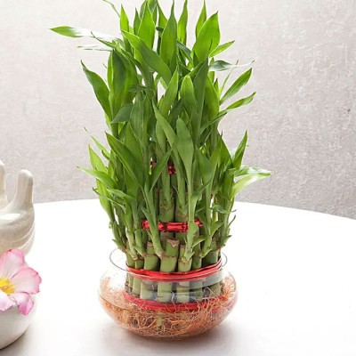 Good Luck Three Layer