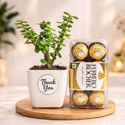 Jade Plant With Ferrero Rocher Combo