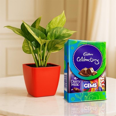 Money Plant with Cadbury Celebration