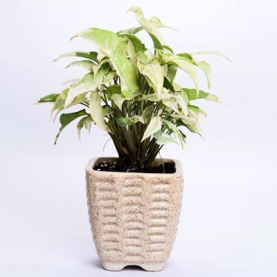 Sepia White Syngonium