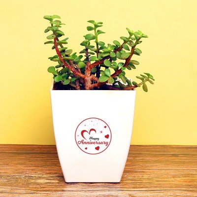 Jade Terrarium For Anniversary