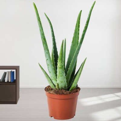 Aloe Vera Potted Plant