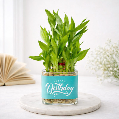 The Lucky Bday Plant