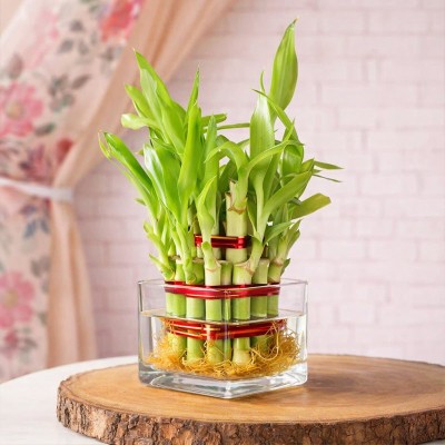 Two Layer Good Luck Bamboo Plant