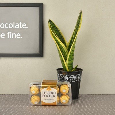 Air Purifying Sansevieria Temptation