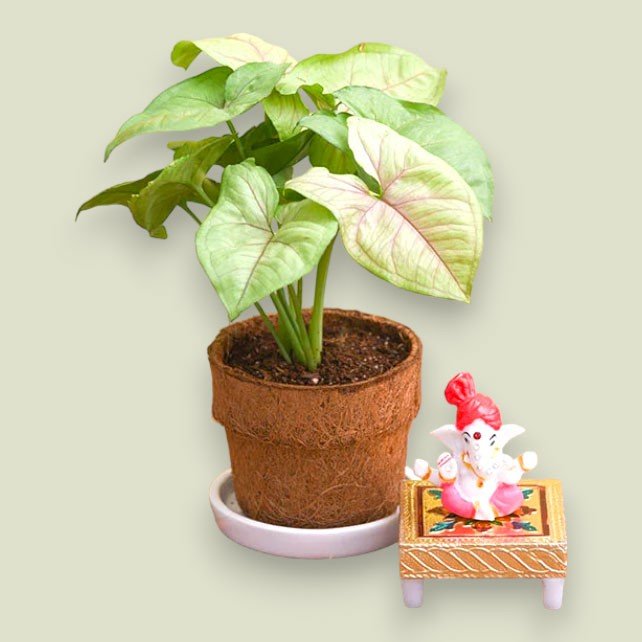 Buy Online Plants